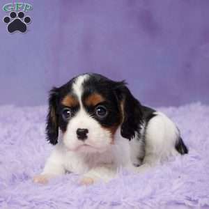 Bentley, Cavalier King Charles Spaniel Puppy